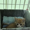 人が大好き！可愛い子猫2兄弟  サムネイル7