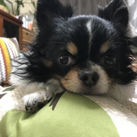 chacha