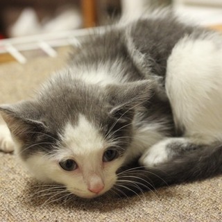 キレイな仔猫ちゃんです❗️