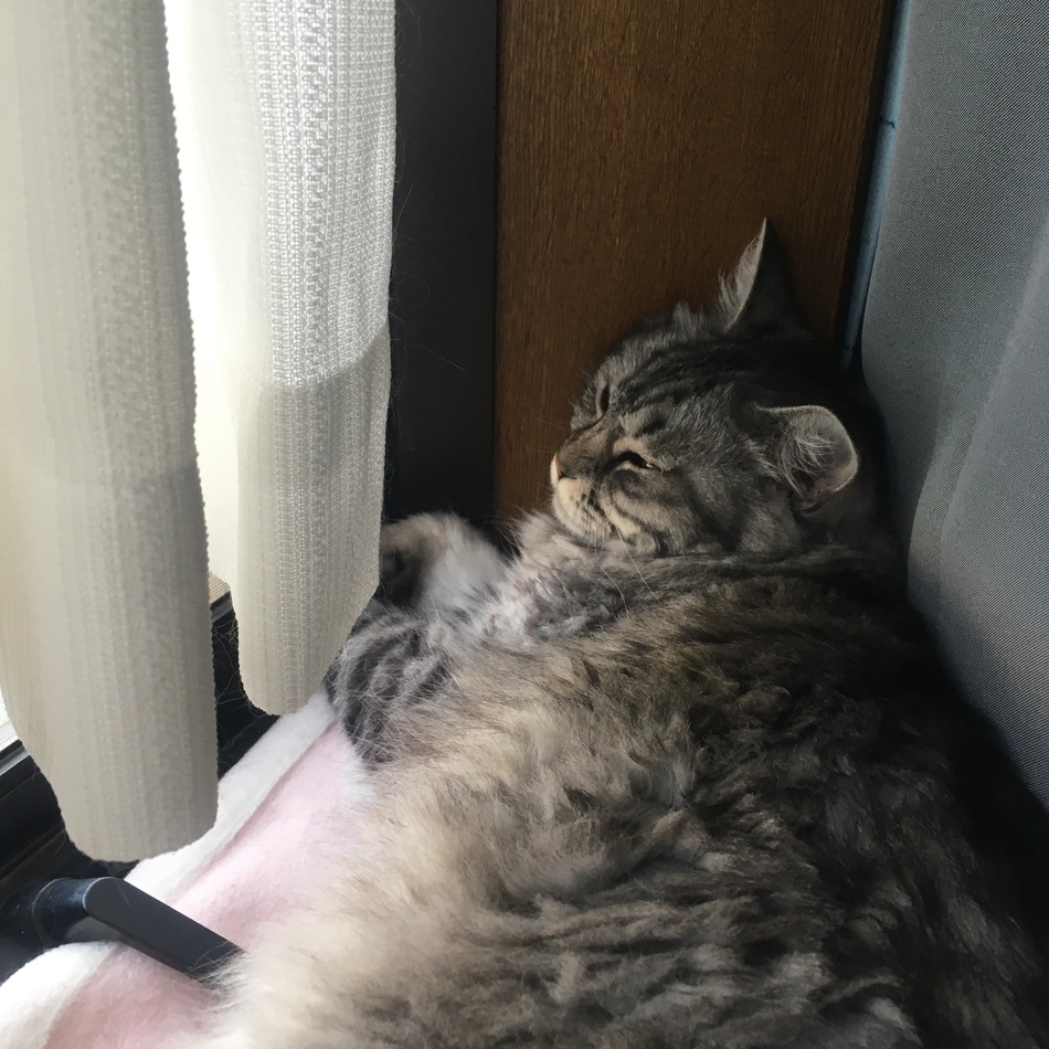モコのカバー写真