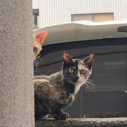 家政婦は見たッ