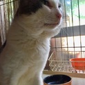 キャラ濃いめオラオラ系ブサカワお爺猫グレオくん！