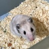 ゴールデン(シリアン)ハムスター里親募集中！ サムネイル4