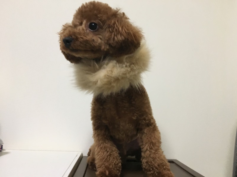 トイプードル　2歳3ヶ月　男の子去勢済み サムネイル2