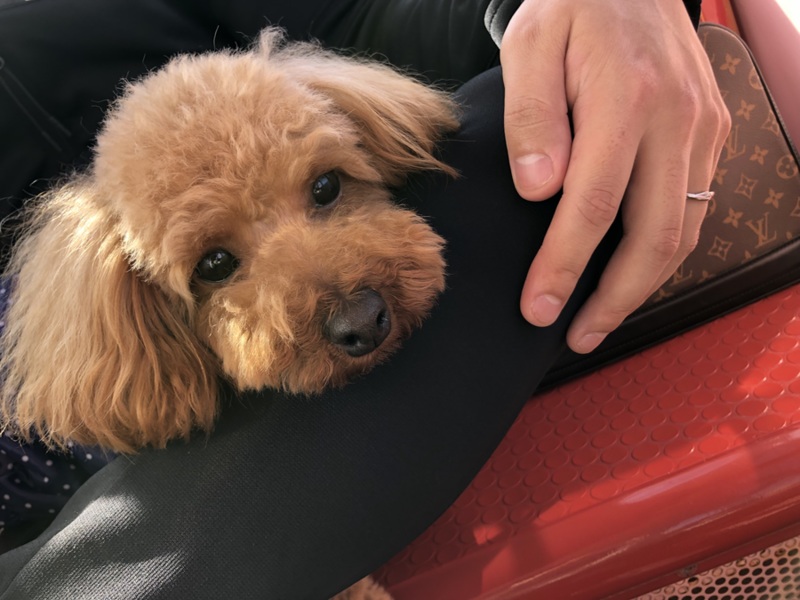 トイプードル　2歳3ヶ月　男の子去勢済み サムネイル3