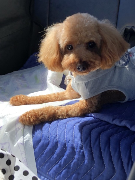 トイプードル　2歳3ヶ月　男の子去勢済み サムネイル4