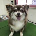 里親さん募集です