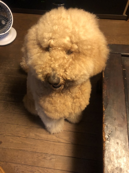 すいか