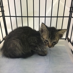 保護当時と、その後   ビフォーアフター