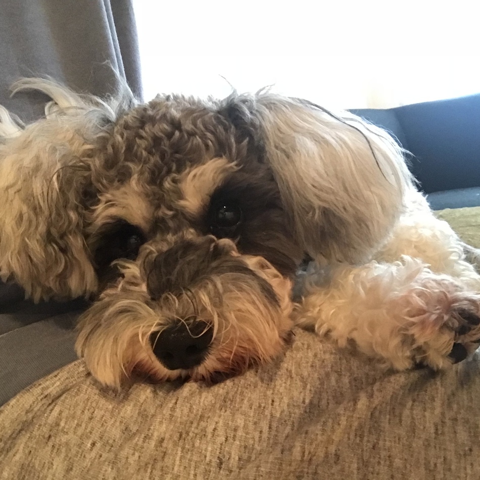 Lottiのカバー写真