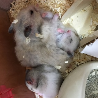 ゴールデンハムスター里親募集！残り1匹！