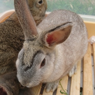 両津勘吉の様な眉の男の子  トライアル中