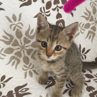 里親さまきまりました。ありがとうございました