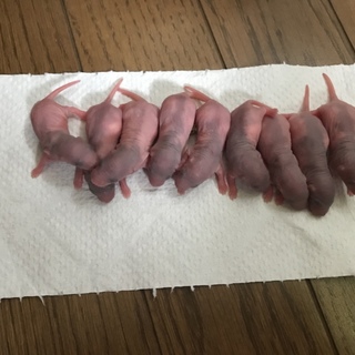 ファンシーラット