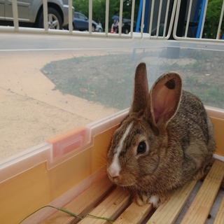 白い鼻筋がチャームポイントの茶の男の子