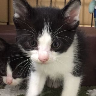 保健所からのレスキュー☆ハチワレのかわいい兄弟☆彡