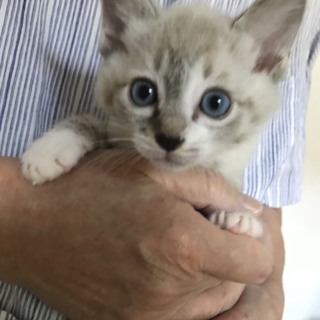 可愛くて元気な3兄妹　アイリちゃん