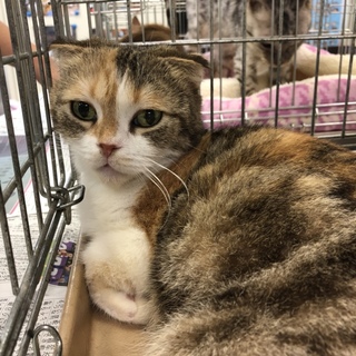 スコティッシュフォールドの女の子