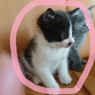 天使の家族になってください。