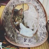 キャットテント大好き