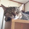 のんきにお昼寝