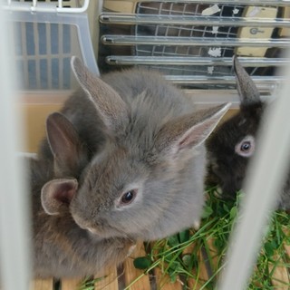 ライオン気味の小さな男の子　リハビリ中