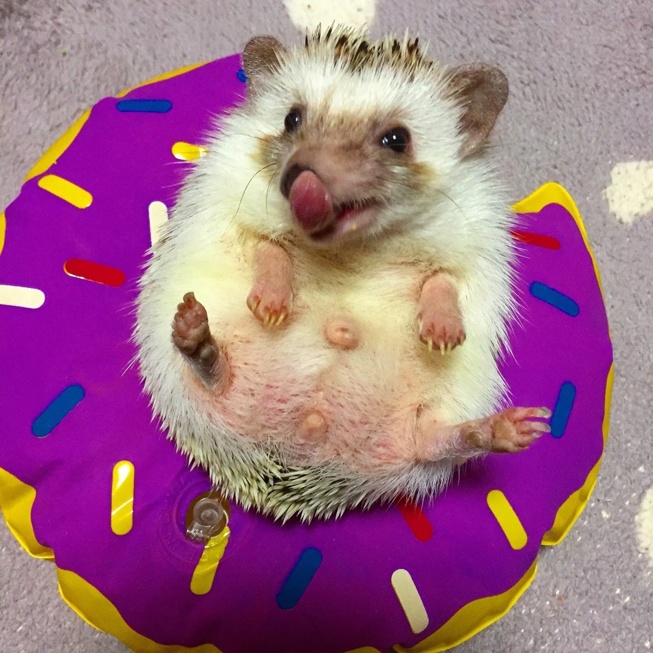 ハリネズミのカバー写真