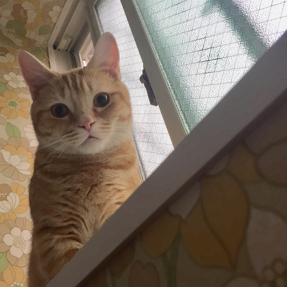 ロクのカバー写真