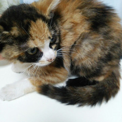 第12回　とだニャン　猫里親会開催