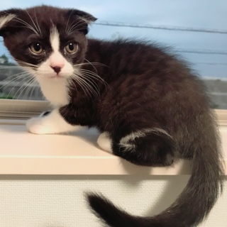 立ち耳ちゃん☆垂れ耳くん☆