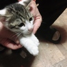サバシロの子猫ちゃんです サムネイル4