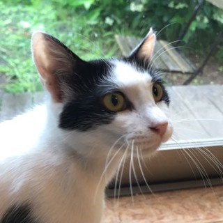 保護猫ちゃんに家族を