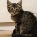 ふわふわ姫ちゃんの、ママになってください！