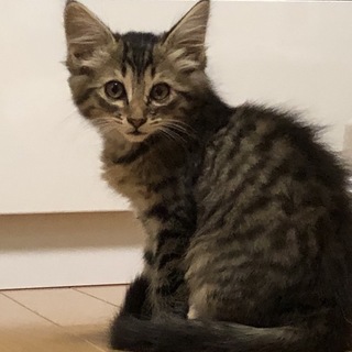 ふわふわ姫ちゃんの、ママになってください！