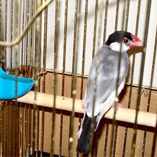 募集を終了しました！＜桜文鳥の荒鳥一羽＞