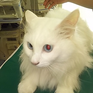 交渉中ホワイトライオンりおんちゃん  