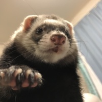 リン