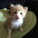 三匹の可愛い子猫ちゃん