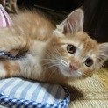 2018/4/7生まれの子猫です