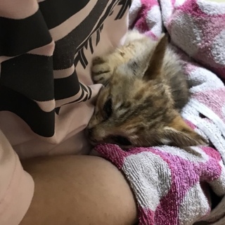 お耳が大きくて可愛いです