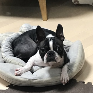 ボストンテリア インターナショナルチャンピオンの子