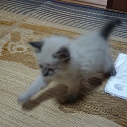 里親さん決定♥ありがとうございました