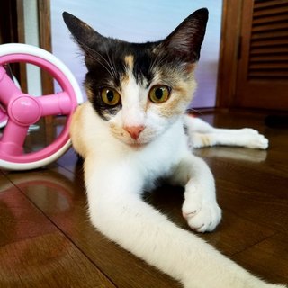 家族になってください