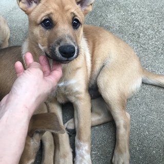 子犬飼い主募集しています