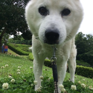 急募！散歩がしたい犬