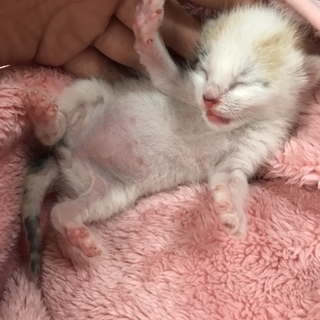 生後１週間の子猫です！
