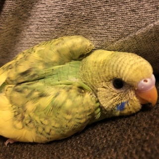 里親決定しました。皆さんありがとうございました。