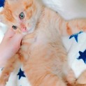元気すぎるチャトラの男の子です！