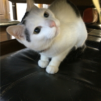 あわび
