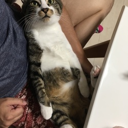 「最近のにゃー達」サムネイル1